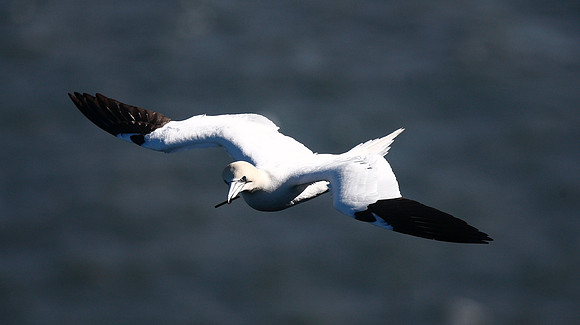 Gannet