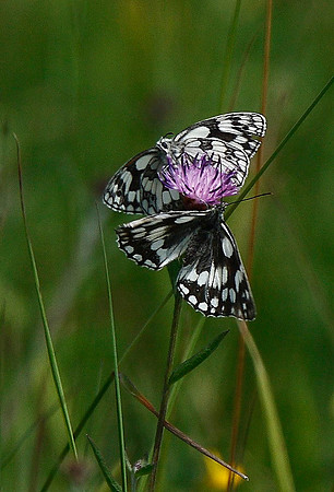 Marbled White