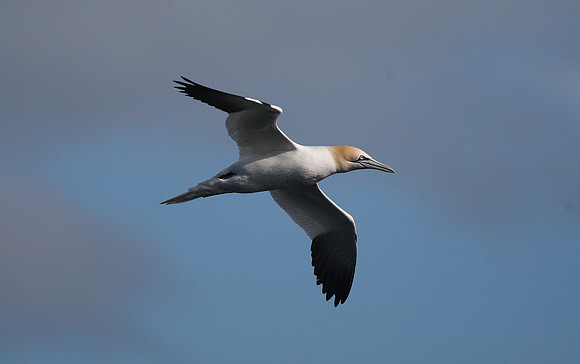 Gannet