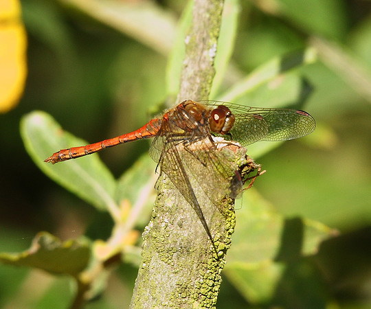 Ruddy Darter
