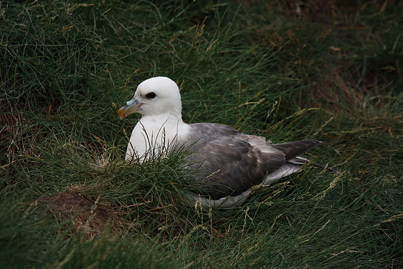 Fulmar