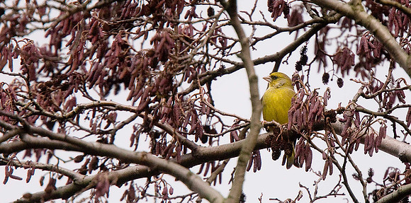 Greenfinch