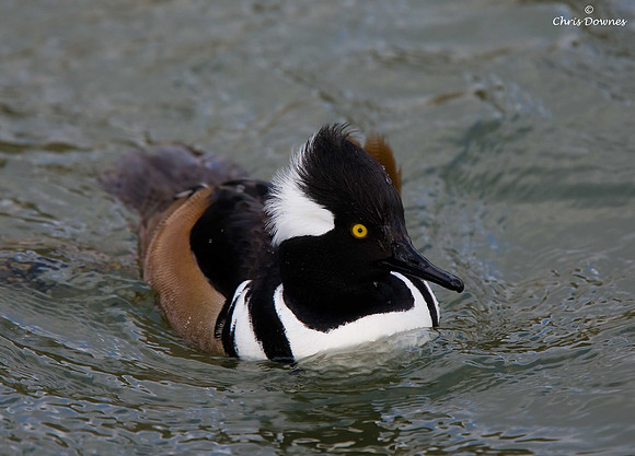 Hooded Merganser