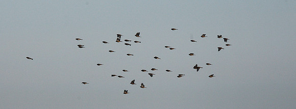 Twite