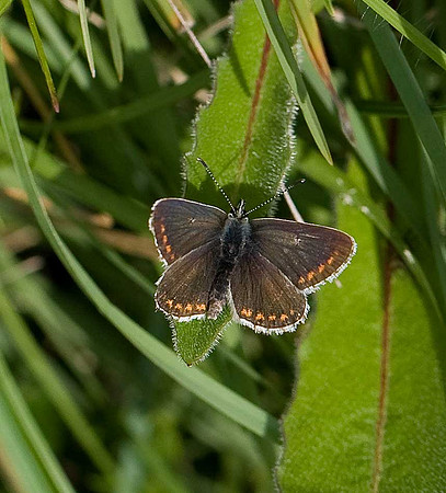 Common Blue