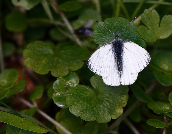 Green-veined White
