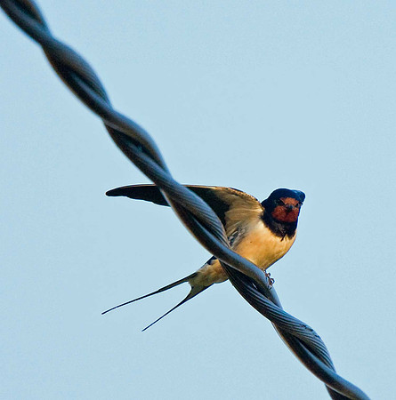 Swallow