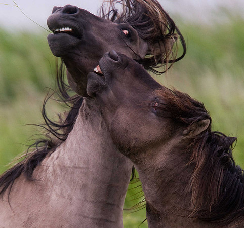 Konik Ponies