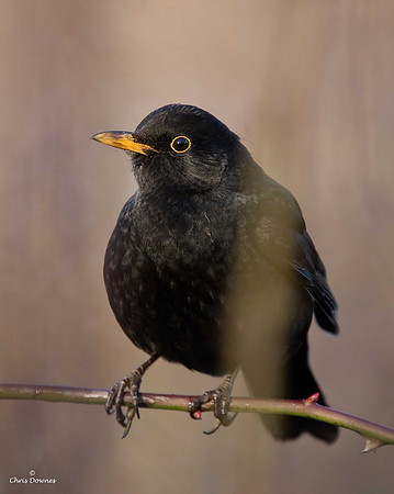 Blackbird