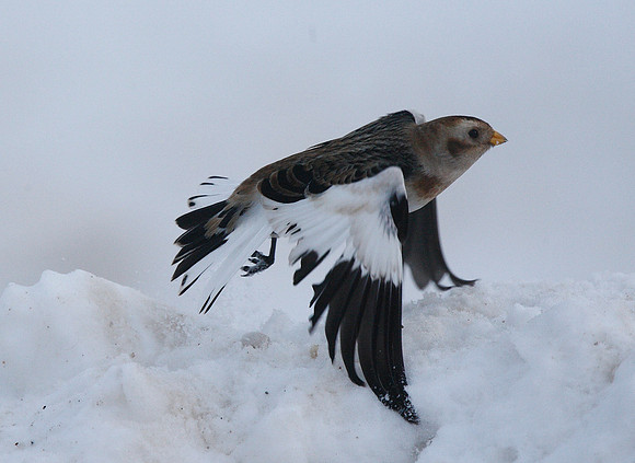 Snow Bunting