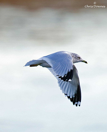 Ring-billed Gull