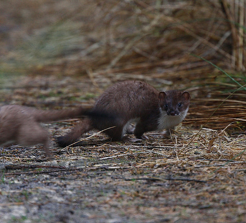 Stoat