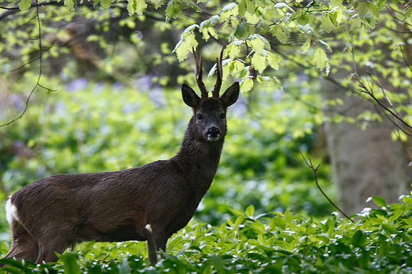 Roe Deer