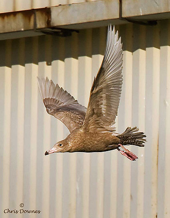 Glaucous Gull