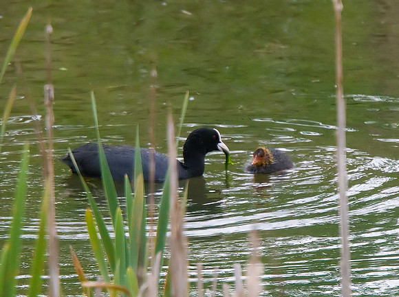 Coot
