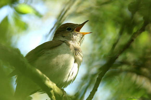 Nightingale