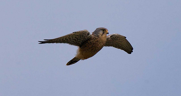Kestrel