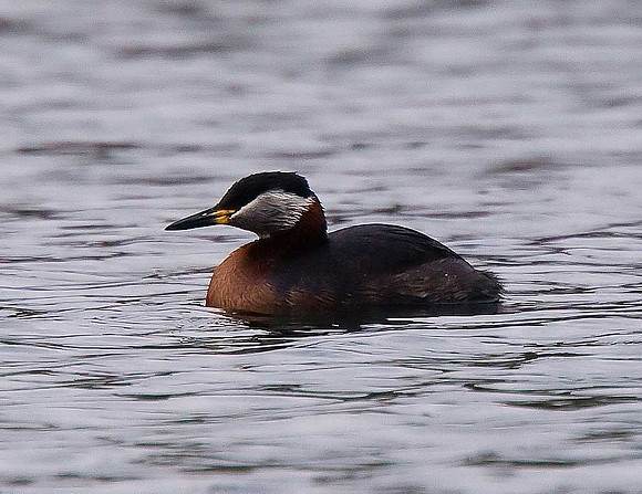 Red-necked Grebe