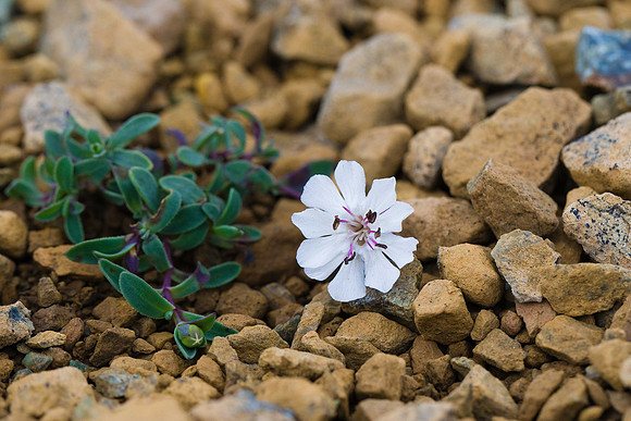 Sea Campion (Silene uniflora). Unst