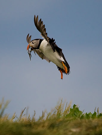 Puffin