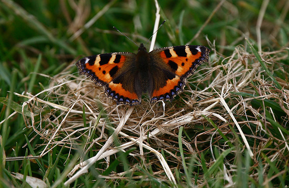Small Tortoiseshell