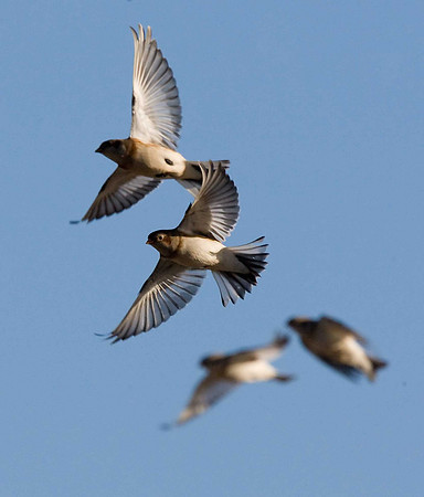Snow Bunting