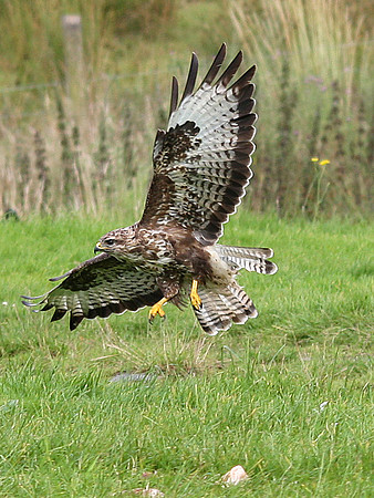 Common Buzzard