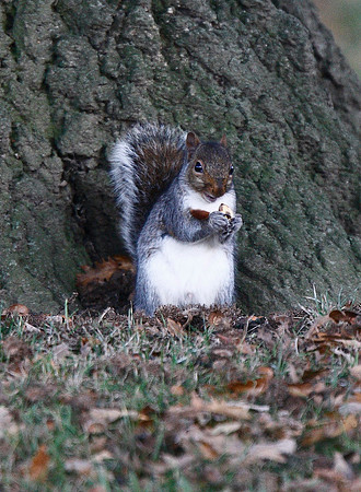 Grey Squirrel