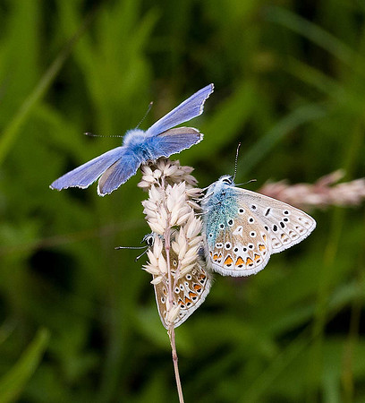 Common Blue