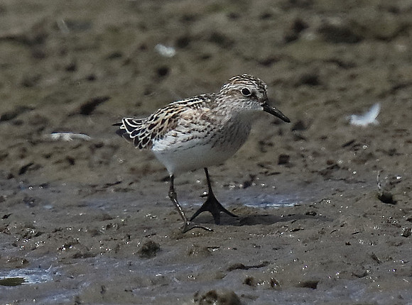 Semipalmated Sandpiper