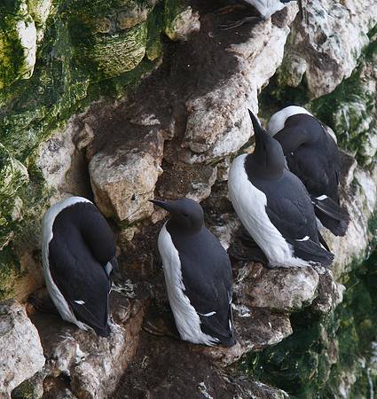 Guillemots