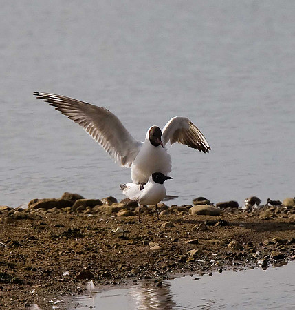 Black-headed Gulls