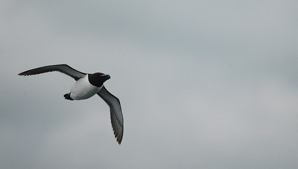 Razorbill