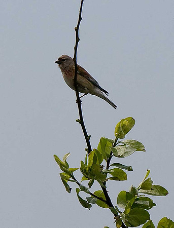 Linnet
