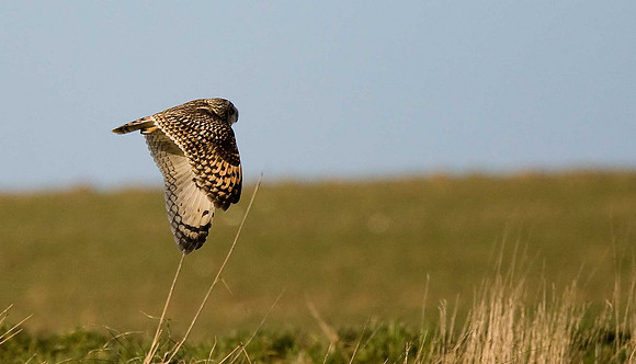 Short-eared Owl