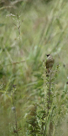 Grasshopper Warbler