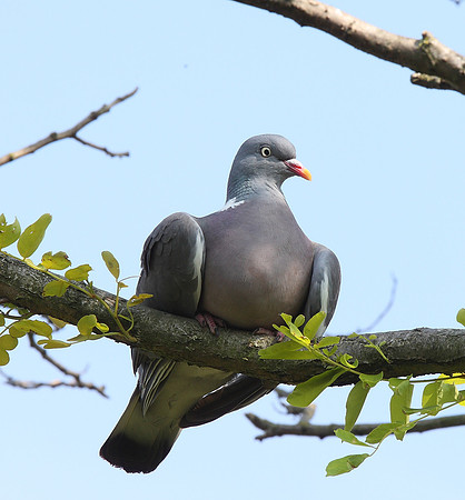 Wood Pigeon