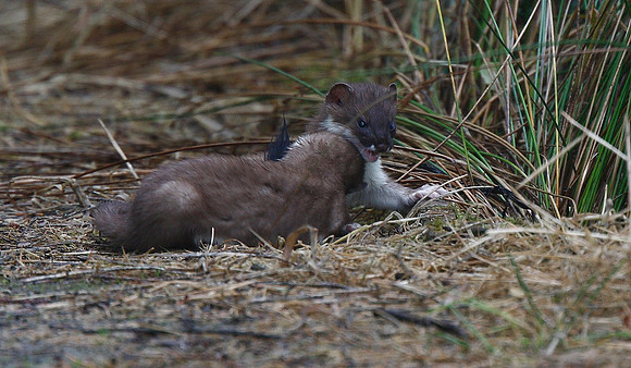 Stoat