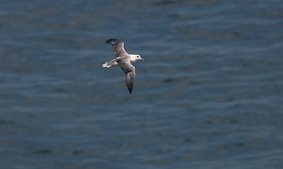 Fulmar