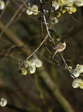 Chiffchaff