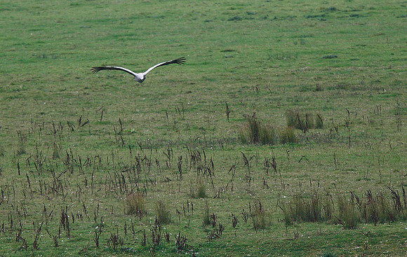 Common Crane