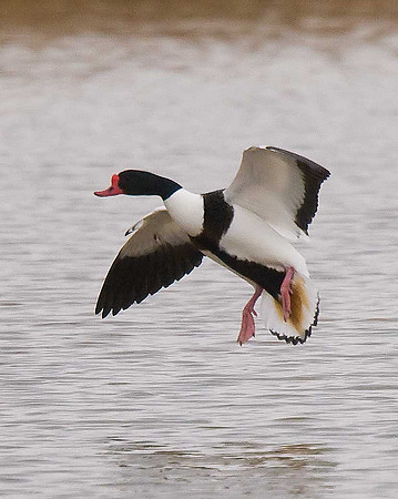 Shelduck