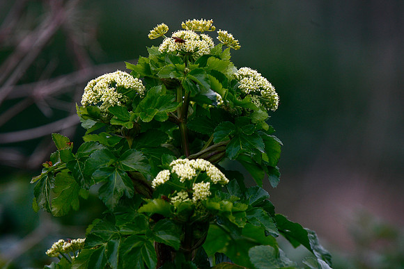 Alexanders smyrnium olusatrum