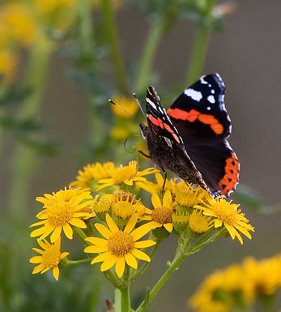 Red Admiral