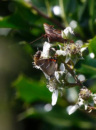 White Letter Hairstreak