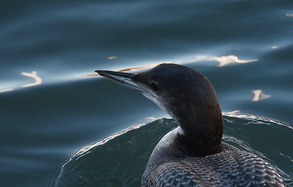 Great Northern Diver