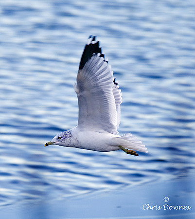 Ring-billed Gull