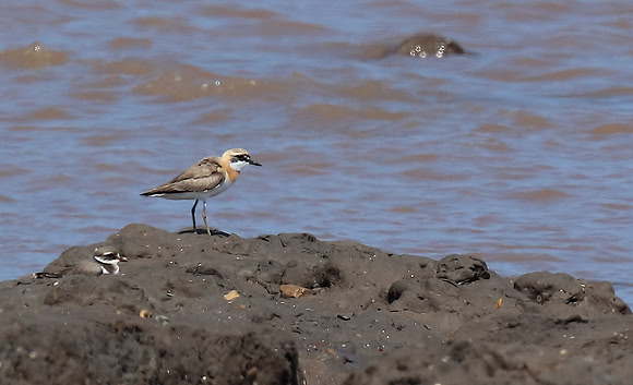 Greater Sand Plover