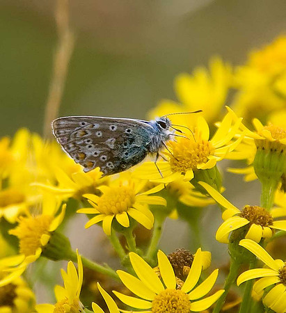 Common Blue