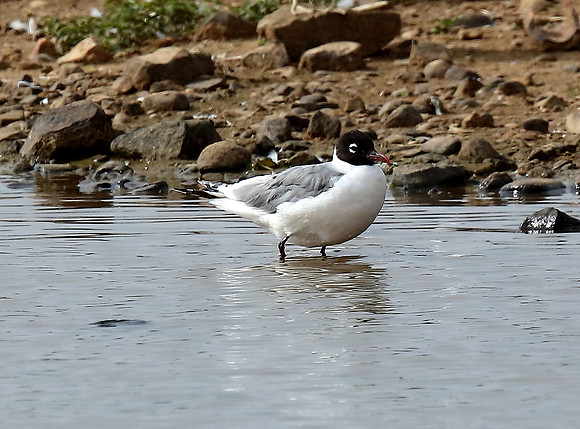 Franklin's Gull